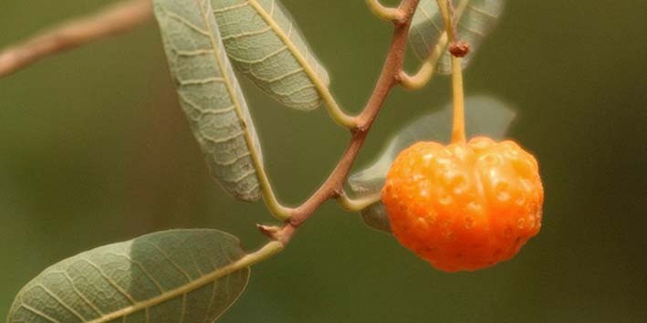 Mama Cadela Planta o que ?